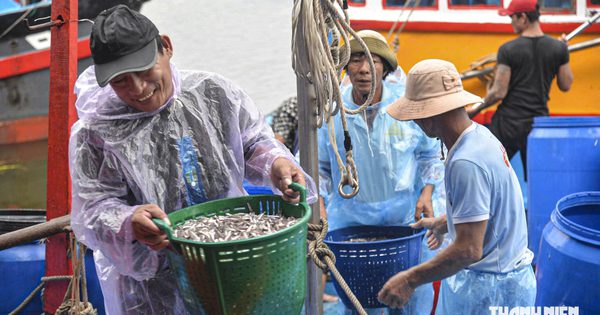 Trúng đậm cá cơm trái vụ, ngư dân Quảng Ngãi bỏ túi chục triệu đồng mỗi đêm