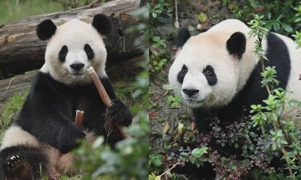 Trung Quốc gửi gấu trúc tới Mỹ sau chuyến thăm của ông Tập