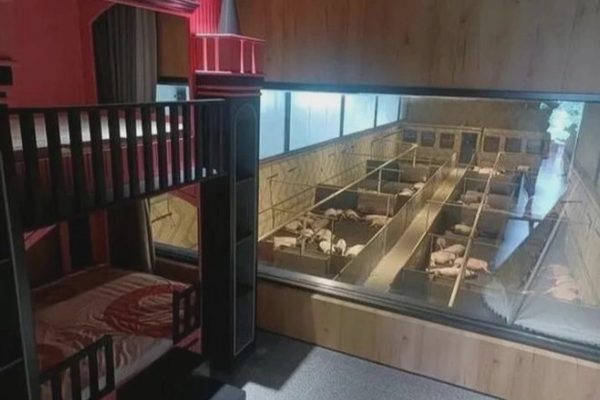 Trung Quốc: Phòng nghỉ cạnh chuồng lợn giá 34 triệu đồng vẫn kín chỗ
