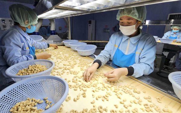 Trung Quốc tăng mua nhưng tại sao ngành điều Việt vẫn gặp khó?