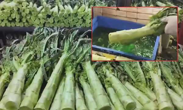 Trung Quốc tiêu hủy gần 12 tấn ngồng xà lách nhuộm phẩm màu