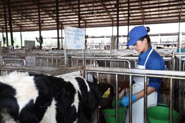 Từ đồng cỏ đến hộp Sữa Tươi Kun: Nhật ký “chăm bò như chăm con” tại Lof Hồ Toản