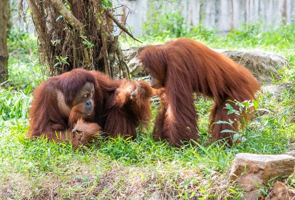 Từ hơn 4.000 cá thể đến mạng lưới bảo tồn quốc tế: Vinpearl Safari đã đi xa đến đâu sau hơn một thập kỷ?