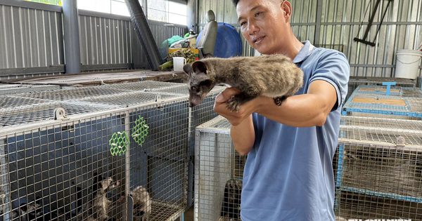 Từ lái xe thuê đến cơ ngơi nuôi chồn hương thu nhập hàng trăm triệu đồng