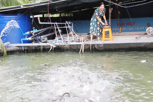 Từ mượn sổ đỏ vay nợ, người phụ nữ miền Tây dựng cơ sở cá thát lát thu 28 tỷ/năm