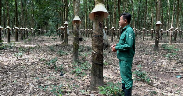 Từ người lính đến người giữ nghề cao su trên đất bạn