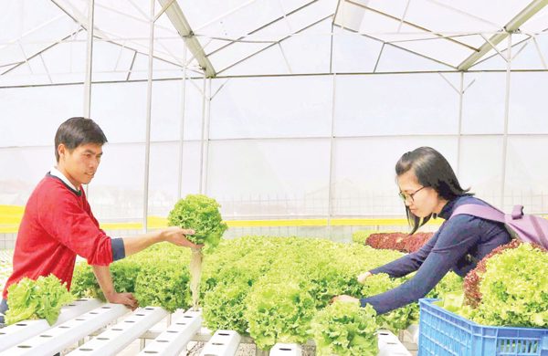 Từ nông hộ đến vùng sản xuất an toàn