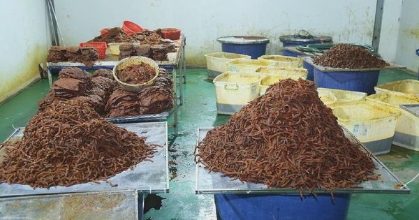 Từ thịt trâu Ấn Độ đến góc khuất ngành thực phẩm