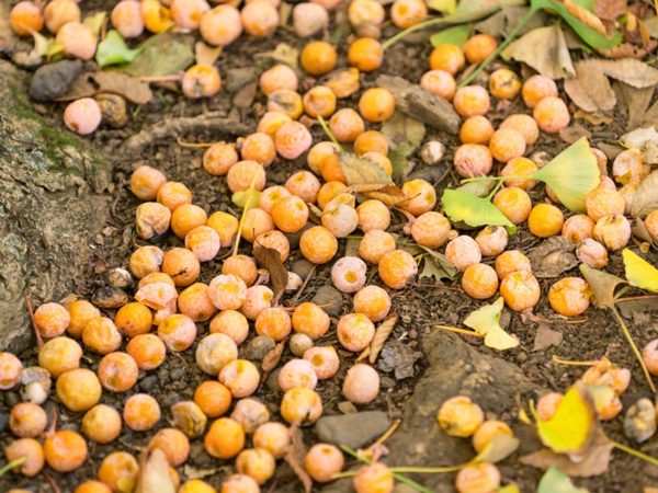 Từ vụ hoa sữa Hà Nội, các quốc gia ứng xử thế nào với cây biểu tượng?