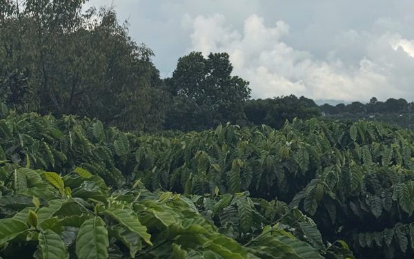 Từ vườn già đến hạt cà phê Robusta giá trị cao ở Nam Ban