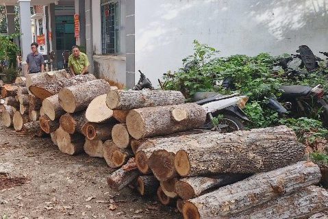 Từ xe tải chở gỗ lậu, cảnh sát lần ra hơn 400 cây rừng bị đốn hạ