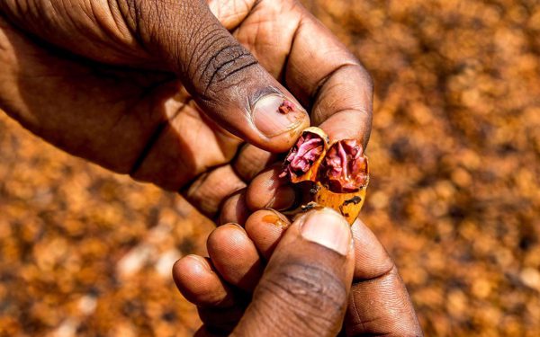 Từ xuất khẩu thô đến Fine Robusta: Cuộc đổi ngôi của Bờ Biển Ngà