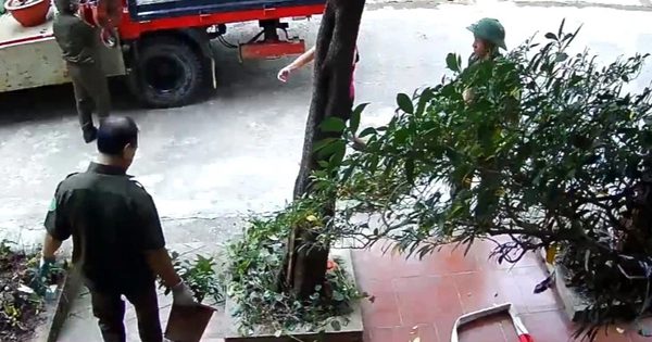 Tự ý đưa cây cảnh trên đất của dân đi, chính quyền phường xin lỗi