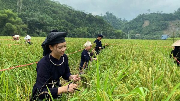Tưng bừng Ngày hội cốm Khẩu nua Pái ở An toàn khu Chợ Đồn