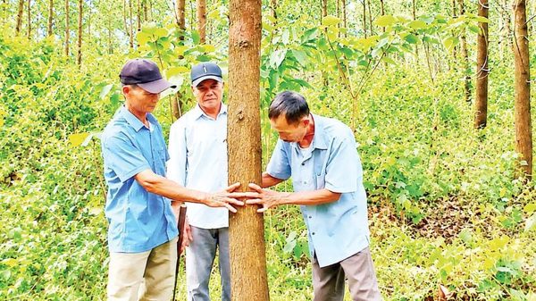 Từng bước hình thành diện tích trồng rừng gỗ lớn