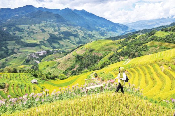 Tung cánh giữa mùa vàng