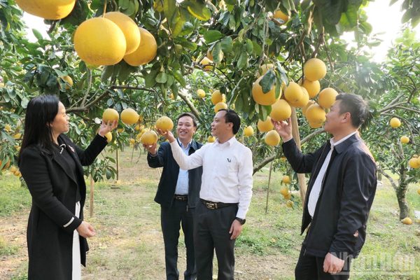 Tuyên Quang đẩy mạnh chuyển đổi cơ cấu cây trồng, vật nuôi