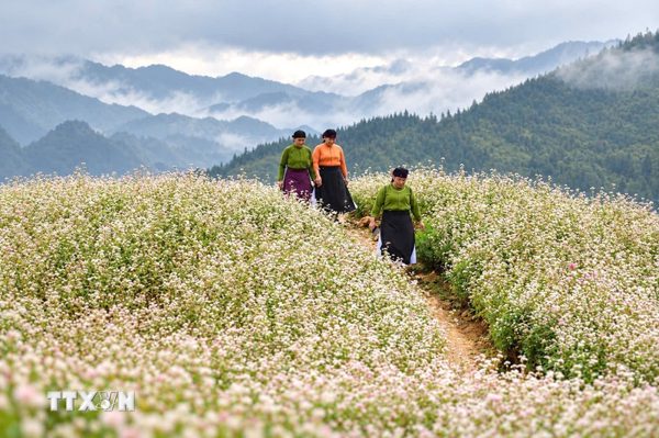 Tuyên Quang: Đến Phố Bảng ngắm hoa tam giác mạch bắt đầu nở rộ