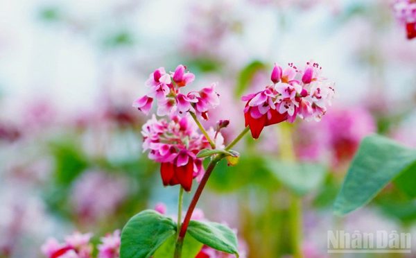 Tuyên Quang sẵn sàng cho Lễ hội hoa tam giác mạch