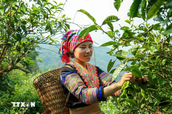 Ứng dụng công nghệ nâng cao giá trị chè Shan tuyết Suối Giàng