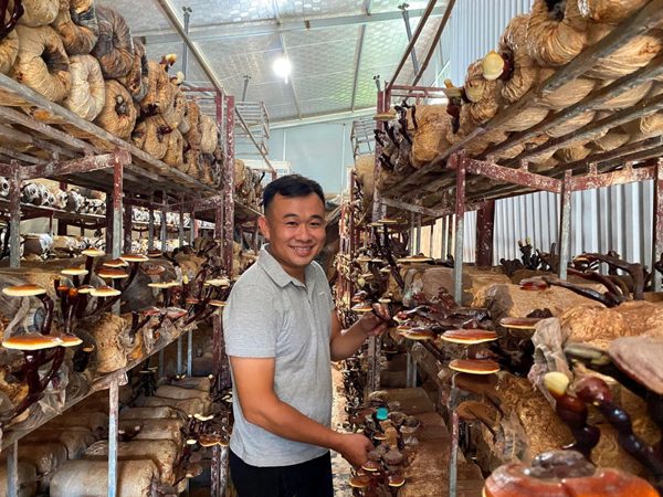 Ứng dụng công nghệ số nâng tầm nấm lim xanh
