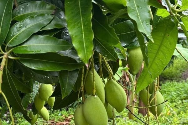 Uống nước lá xoài có hạ đường huyết không?