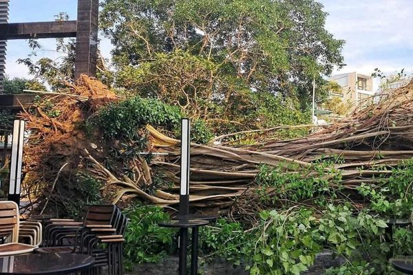 Vẫn chưa tìm ra nguyên nhân 2 cây cổ thụ ở TPHCM bật gốc