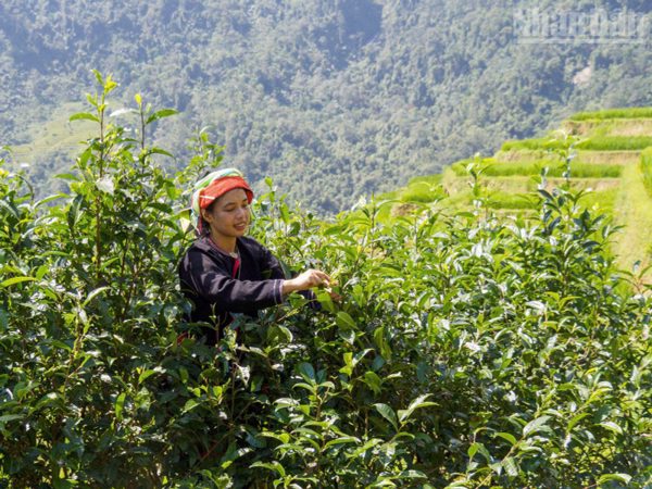 Về Cao Bồ thăm vùng chè Shan tuyết Di sản Việt Nam, học người Dao làm trà