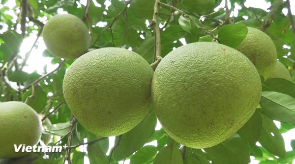 Về Lào Cai dự Lễ hội bưởi Đại Minh và khám phá danh thắng quốc gia hồ Thác Bà