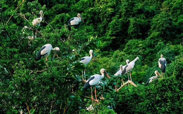 Về Ninh Bình, ngắm cò, hạc, le le… bay rợp trời ở Thung Nham