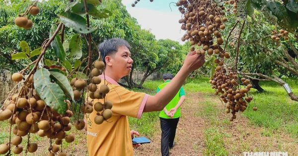 Về quê khởi nghiệp, chàng trai miền Tây nâng tầm trái nhãn cù lao Tân Thuận Đông