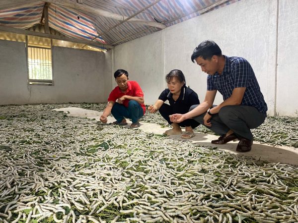 Về Trấn Yên xem kén vàng xe tơ: Trải nghiệm mới ở vựa dâu tằm lớn nhất miền Bắc