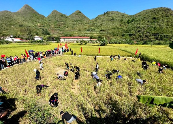 Về Tuyên Quang trải nghiệm lội ruộng bắt cá bằng tay cùng đồng bào dân tộc Tày