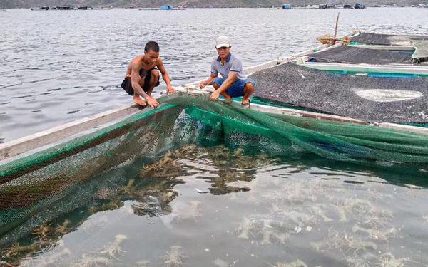 Vì sao 180.000 con tôm hùm giống nhập lậu không được thả về tự nhiên?