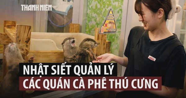 Vì sao các quán cà phê thú cưng tại Nhật Bản sẽ bị giám sát chặt hơn?
