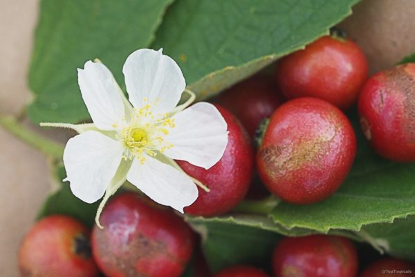 Vì sao cây trứng cá bị cấm trồng ở nơi công cộng Hà Nội?