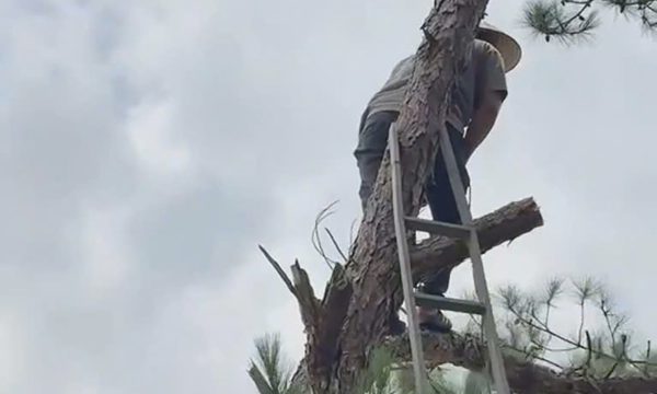Vì sao chặt thông trong vườn bị phạt 35 triệu?