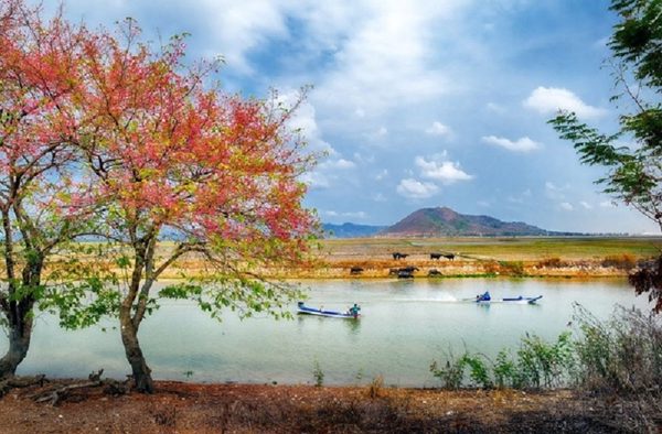 Vì sao gọi cây ô môi?