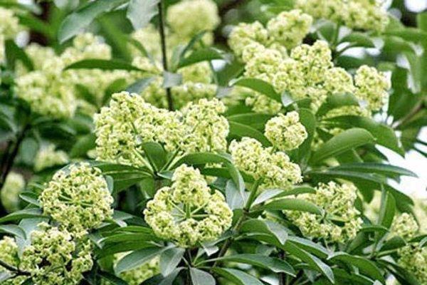 Vì sao mùi hoa sữa có thể gây đau đầu, buồn nôn ở một số người?