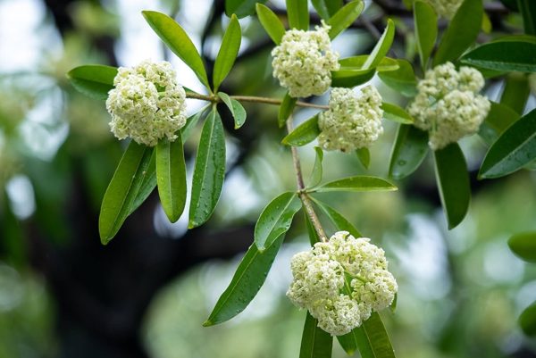 Vì sao mùi hoa sữa khiến nhiều người đau đầu, buồn nôn?