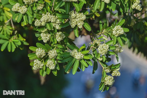 Vì sao ngửi nhiều mùi hoa sữa có thể gây “đau đầu, chóng mặt”?