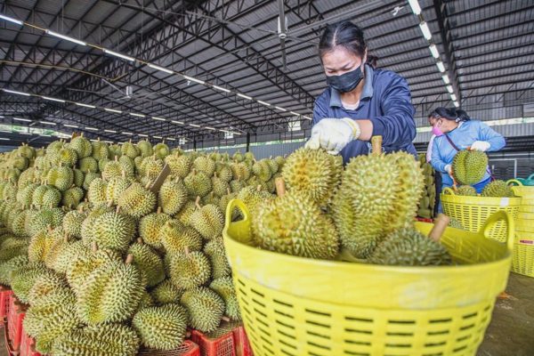 Vì sao Thái Lan bất ngờ đề xuất thuế xuất khẩu sầu riêng?