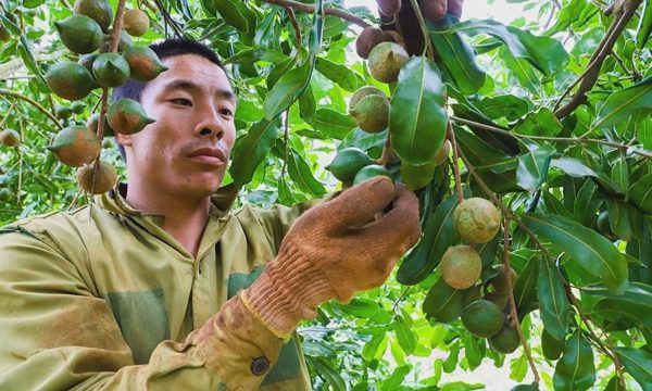 Vì sao trồng hơn 46.000 ha mắc ca, Việt Nam vẫn phải nhập?