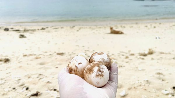 Vích lên đảo Hòn Cau (tỉnh Lâm Đồng) đẻ hơn 100 quả trứng