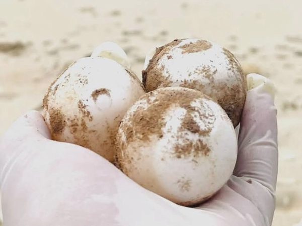 Vích lớn lên đảo Hòn Cau đào ổ đẻ 101 trứng