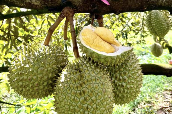 Việt Nam thu gần 2 tỷ USD từ Trung Quốc, Thái Lan muốn áp thuế lên sầu riêng