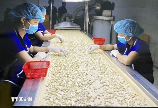 Việt Nam thúc đẩy mở rộng thị trường hạt điều tại Argentina