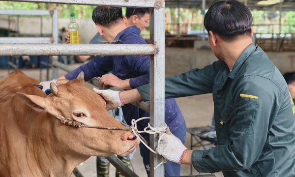 Việt Nam xây dựng thương hiệu bò H'Mông để cạnh tranh với Wagyu