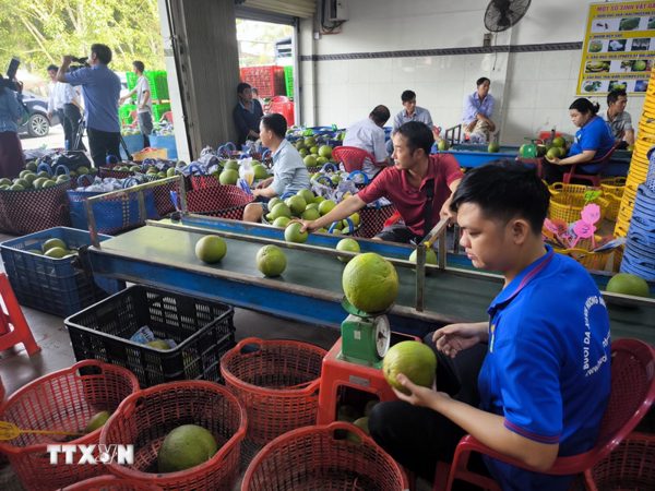 Vĩnh Long đưa nông sản chủ lực vượt rào chinh phục thị trường quốc tế