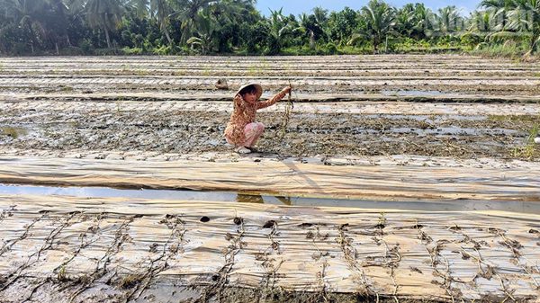 Vĩnh Long khẩn trương khắc phục sự cố ngập úng, đồng hành cùng nông dân khôi phục sản xuất